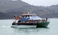 Black Cat tours of Akaroa harbour