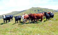 Cattle herd at Puaha Valley