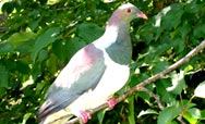 Kereru - Native Wood Pidgeon